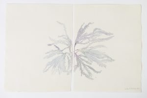 Cecilia Westerberg: Herbarium – en samtale med planter